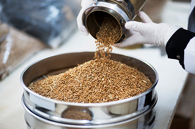 A gloved person putting grain in a large metal barrel