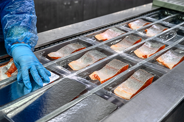 A person in gloves packing fish on a conveyor belt